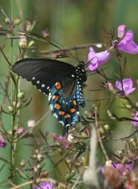 Pipevine Swallowtail
